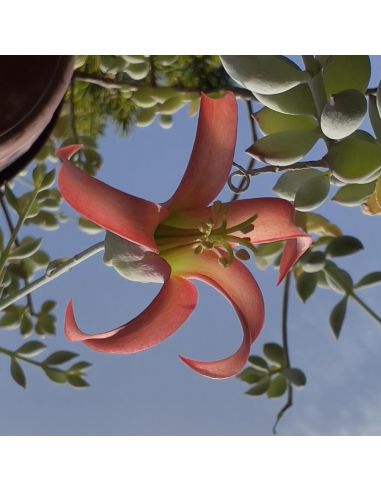 COTYLEDON pendens