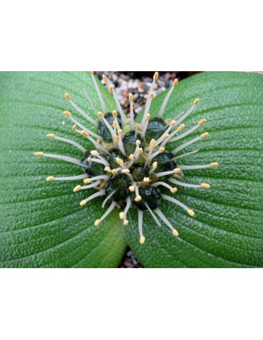 MASSONIA pustulata (5 s)