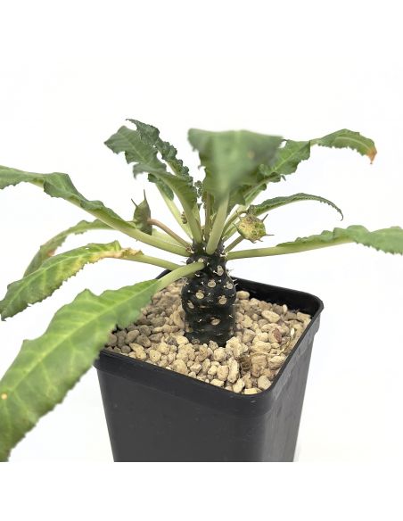 DORSTENIA crispa C&J
