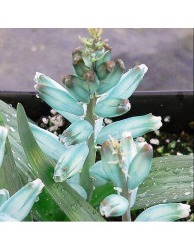 LACHENALIA viridiflora