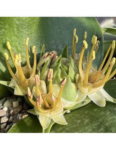 MASSONIA depressa (yellow flowers)