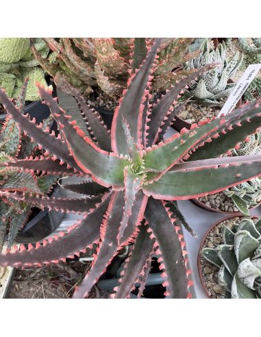 ALOE hybride 'Bordure rouge feuilles étroites'