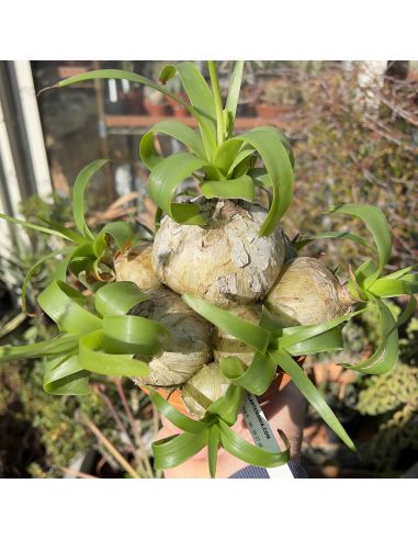 ORNITHOGALUM caudatum 'Kowie River' (10 s)