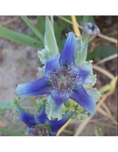 FERRARIA uncinata (5 s)