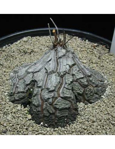 DIOSCOREA sylvatica (5 g)