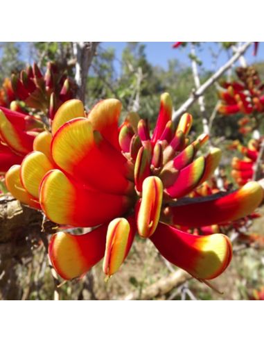 ERYTHRiNA acanthocarpa(3 g)