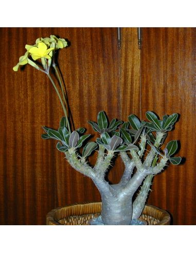 PACHYPODIUM rosulatum (5 g)