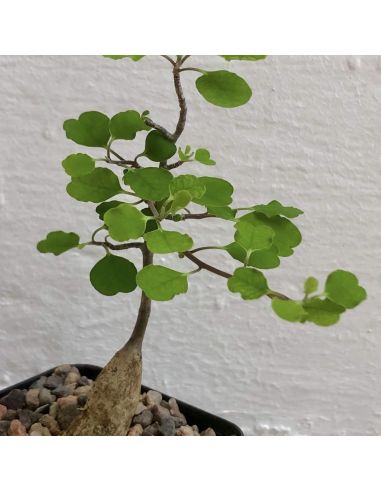 EUPHORBIA agathae (5 g)