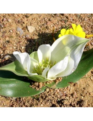 COLCHICUM capense ssp. ciliolatum (5 s)