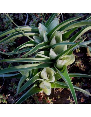 COLCHICUM capense (5 g)