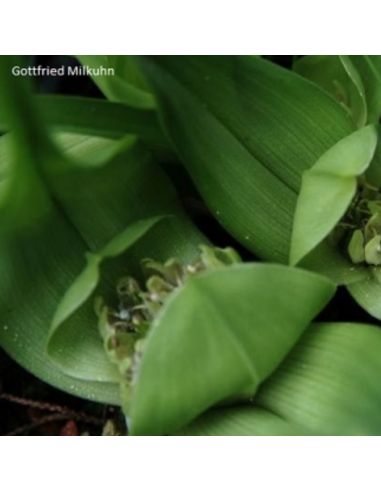 COLCHICUM austrocapense (5 g)