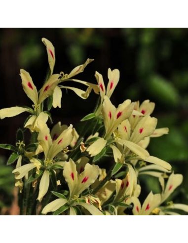 PELARGONIUM appendiculatum (3 g)