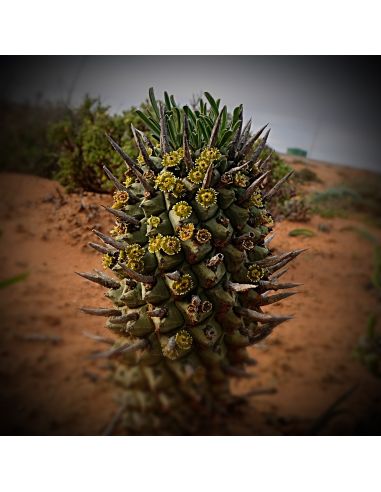 EUPHORBIA schoenlandii (5 s)