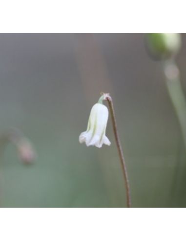 DRIMIA uniflora (5 g)