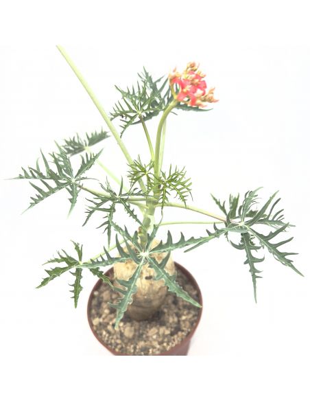 JATROPHA berlandierii or cathartica