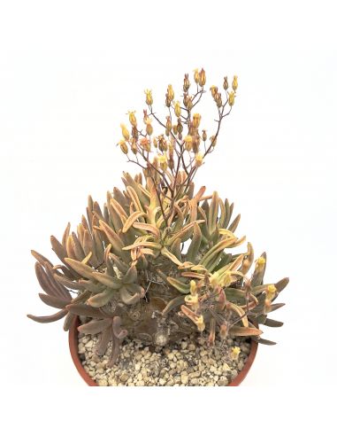 TYLECODON reticulatus(up 10 s)