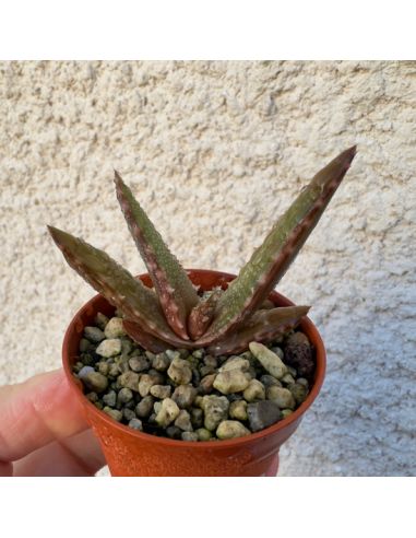 ALOE dorotheae X pearsonii