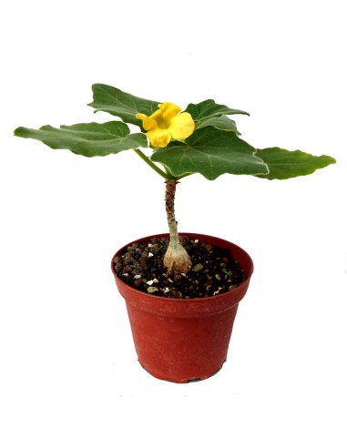  UNCARINA roeoesliana 