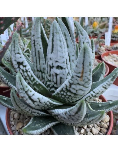 HAWORTHIA 'Emperor' hybride (5 g)