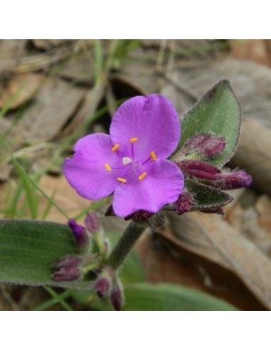 TRADESCANTIA acaulis (5 g)