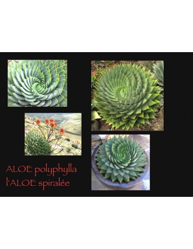 ALOE polyphylla (10 g)