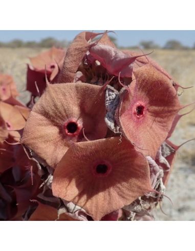 HOODIA currori (5 g)