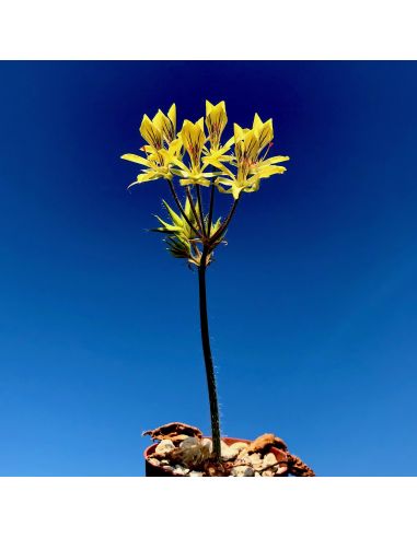 PELARGONIUM oblongatum