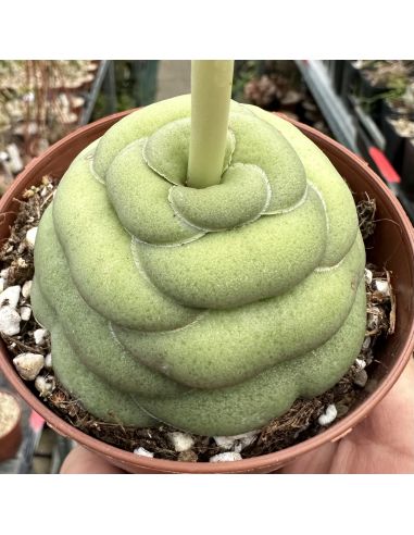 CRASSULA  hemisphaerica (10 g)