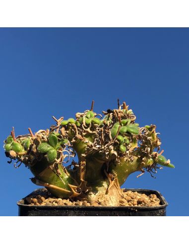 TYLECODON albiflorus (10 s)