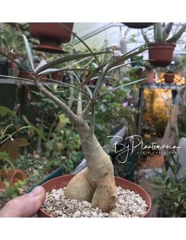 ADENIUM somalense var. crispum(5 g)