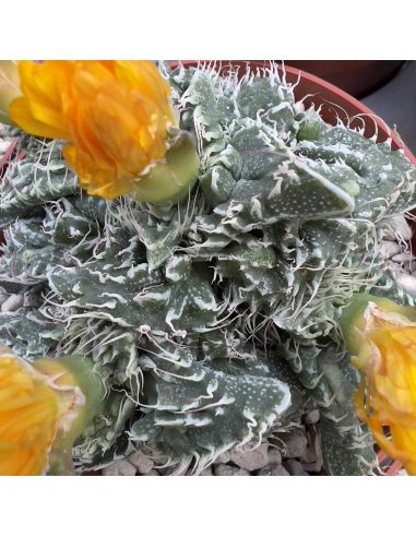 FAUCARIA cv Super Warty (10 s)