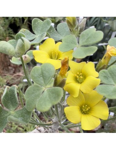 OXALIS gigantea