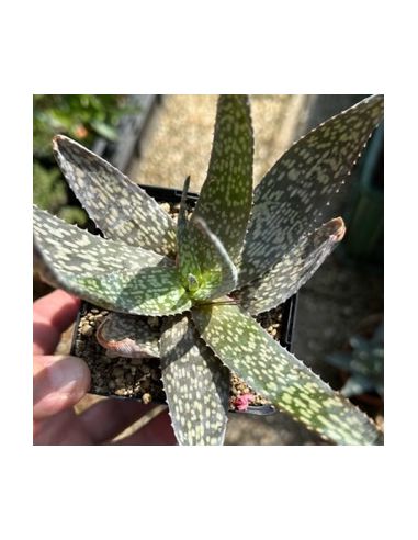 ALOE rauhii