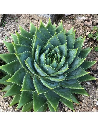 ALOE polyphylla