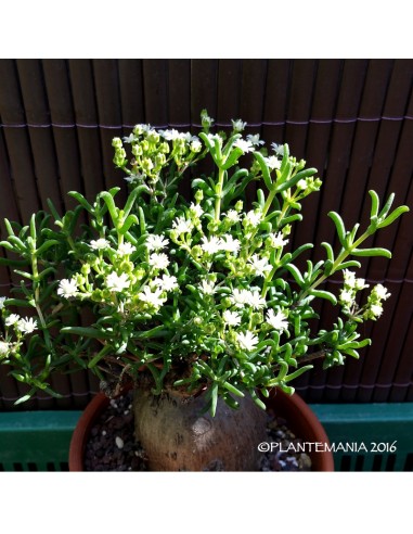 MESTOKLEMA arboriforme (blanc ou rose)