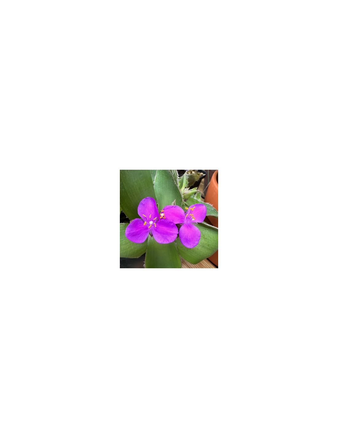 TRADESCANTIA acaulis