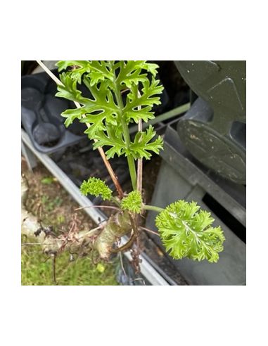 PELARGONIUM laxum