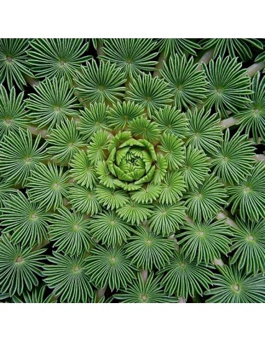 OXALIS palmifrons