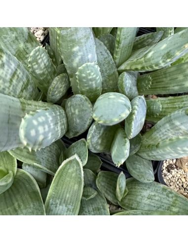 ALOE hereroensis