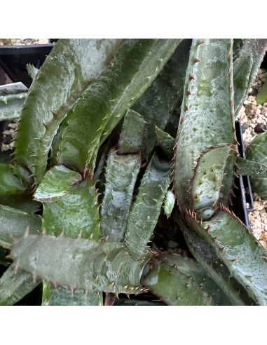 ALOE capitata