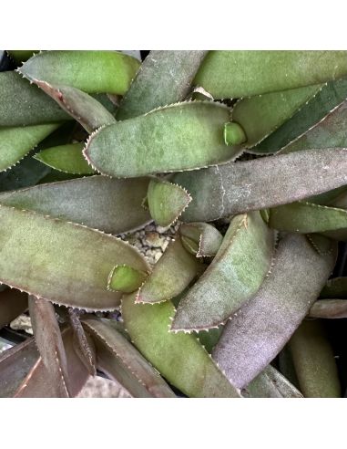 ALOE roeoeslii