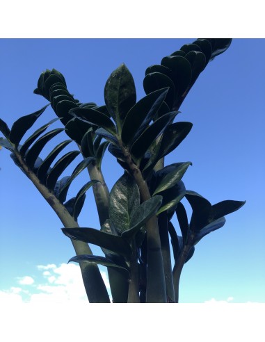 ZAMIOCULCAS zamiifolia 'Raven'