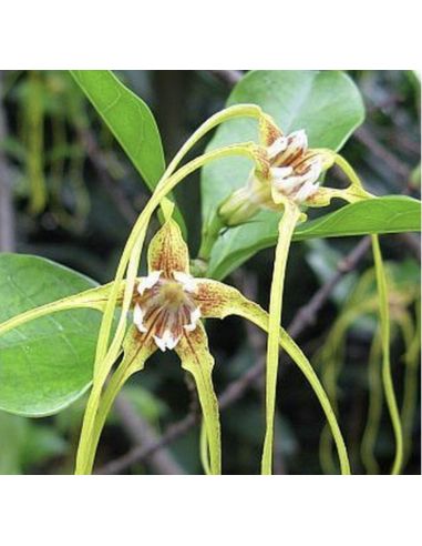 STROPHANTHUS luteolus