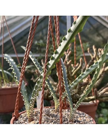 HAEMANTHUS crispus