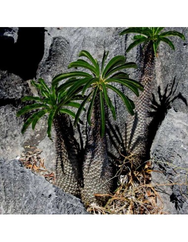 PACHYPODIUM menabeum (5 g)