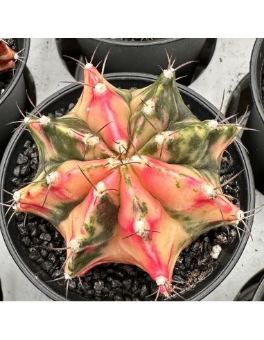 GYMNOCALYCIUM mihanovichii variegata 4/5 cm