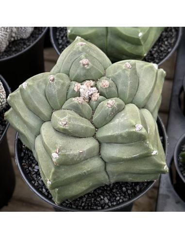 ASTROPHYTUM myriostigma 'Kikko nudum'