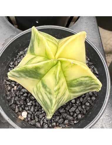 ASTROPHYTUM myriostigma 'Kikko nudum' variegata