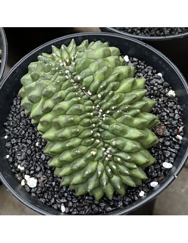 GYMNOCALYCIUM mihanovichii inermis cristata