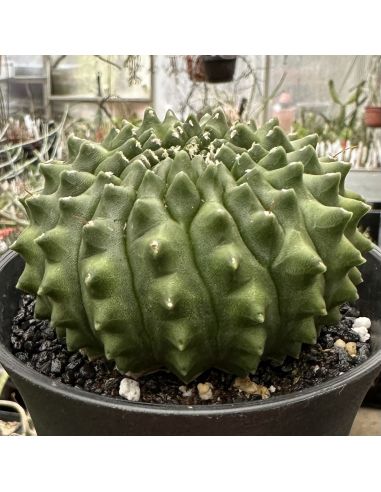 GYMNOCALYCIUM mihanovichii inermis cristata